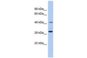 C11orf46 antibody  (AA 35-84)
