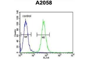 Image no. 2 for anti-Abhydrolase Domain Containing 14B (ABHD14B) (C-Term) antibody (ABIN950212)
