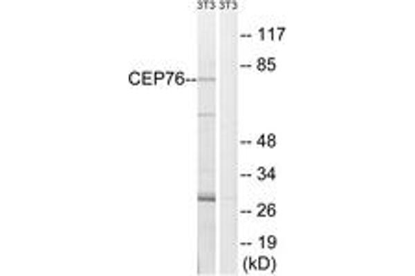 anti-Centrosomal Protein 76kDa (Cep76) (AA 251-300) antibody