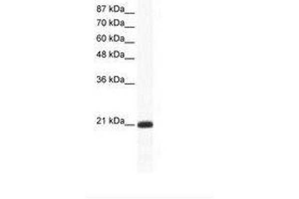 RAX2 anticorps  (N-Term)