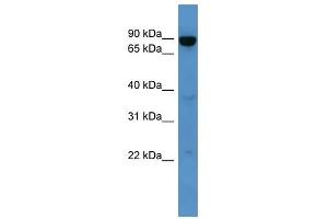 Image no. 1 for anti-ATP-Binding Cassette, Sub-Family B (MDR/TAP), Member 10 (ABCB10) (Middle Region) antibody (ABIN928027)
