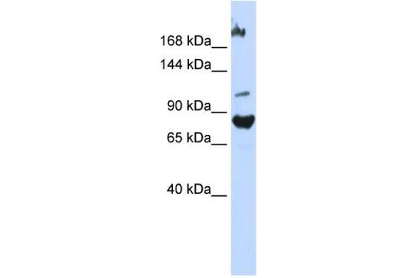 anti-F-Box Protein 11 (FBXO11) (Middle Region) antibody