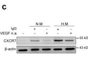 Image no. 11 for anti-Chemokine (C-X-C Motif) Receptor 7 (CXCR7) (Internal Region) antibody (ABIN2857021)