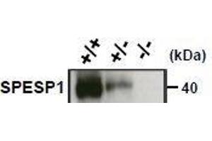 Image no. 2 for anti-Sperm Equatorial Segment Protein 1 (SPESP1) (AA 311-325) antibody (ABIN2452127)