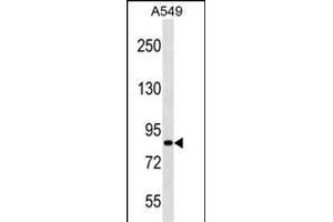 SD1 Antibody (Center) (ABIN1538240 and ABIN2838353) western blot analysis in A549 cell line lysates (35 μg/lane).