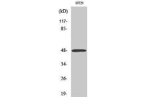 Image no. 1 for anti-Abhydrolase Domain Containing 2 (ABHD2) (Internal Region) antibody (ABIN3183126)