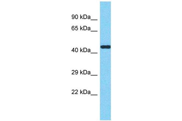 METTL17 抗体  (C-Term)