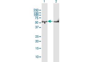 Image no. 3 for anti-Transducin (Beta)-Like 2 (TBL2) (AA 1-447) antibody (ABIN525775)