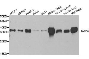Image no. 1 for anti-N-Ethylmaleimide-Sensitive Factor Attachment Protein, gamma (NAPG) antibody (ABIN2564032)