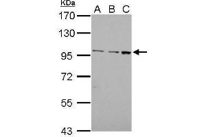 Image no. 3 for anti-Egf-Like Module Containing, Mucin-Like, Hormone Receptor-Like 1 (EMR1) (C-Term) antibody (ABIN2855220)