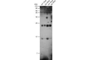 Image no. 1 for anti-Ferredoxin1 (FDX1) antibody (ABIN108468)
