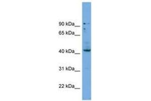 Image no. 1 for anti-Homeobox B3 (HOXB3) (C-Term) antibody (ABIN6745228)