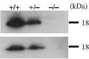 Image no. 5 for anti-CD52 (CD52) (AA 29-48) antibody (ABIN2451936)