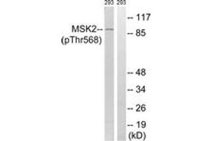 anti-Ribosomal Protein S6 Kinase A4 (RPS6KA4) (AA 531-580), (pThr568) antibody