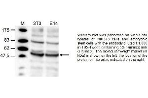 Image no. 1 for anti-tRNA Aspartic Acid Methyltransferase 1 (TRDMT1) (N-Term) antibody (ABIN2487003)