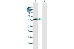 Image no. 1 for anti-Adenosine A2a Receptor (ADORA2A) (AA 1-412) antibody (ABIN513148)