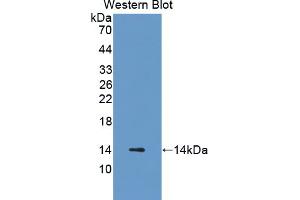 Image no. 1 for anti-Cysteine-Rich Protein 1 (Intestinal) (CRIP1) (AA 2-77) antibody (ABIN1867382)
