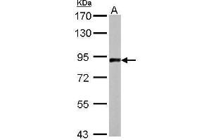 Image no. 4 for anti-Amyloid beta (A4) Precursor-Like Protein 2 (APLP2) (N-Term) antibody (ABIN2855243)