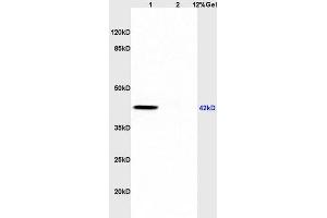 Image no. 5 for anti-Mitogen-Activated Protein Kinase 1/3 (MAPK1/3) (AA 301-358) antibody (ABIN723725)