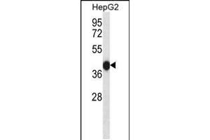 Image no. 1 for anti-Dual Specificity Phosphatase 15 (DUSP15) (AA 125-153) antibody (ABIN5533094)
