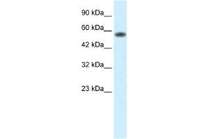 Image no. 1 for anti-Prenylcysteine Oxidase 1 (PCYOX1) (C-Term) antibody (ABIN2777705)