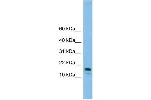 anti-Gremlin 2 (GREM2) (N-Term) antibody