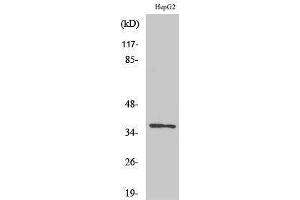 Image no. 1 for anti-Olfactory Receptor, Family 10, Subfamily G, Member 7 (OR10G7) (C-Term) antibody (ABIN3186009)