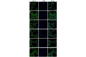 Image no. 5 for anti-Allograft Inflammatory Factor 1 (AIF1) (AA 51-147) antibody (ABIN685477)