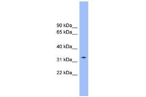 Image no. 1 for anti-Solute Carrier Family 25 (Mitochondrial Carrier, Citrate Transporter), Member 1 (Slc25a1) (Middle Region) antibody (ABIN2781624)