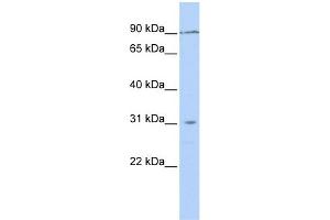 Image no. 1 for anti-Transmembrane Protein 146 (TMEM146) (N-Term) antibody (ABIN2786261)
