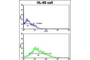 Image no. 2 for anti-Lin-28 Homolog B (LIN28B) (AA 218-250), (C-Term) antibody (ABIN5536363)
