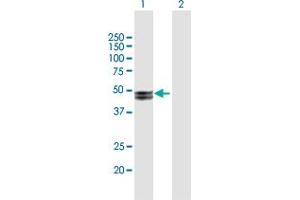 Western Blot analysis of MMP20 expression in transfected 293T cell line by MMP20 MaxPab polyclonal antibody.