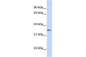 Image no. 1 for anti-Guanine Nucleotide Binding Protein (G Protein), beta Polypeptide 1 (GNB1) (C-Term) antibody (ABIN2785814)