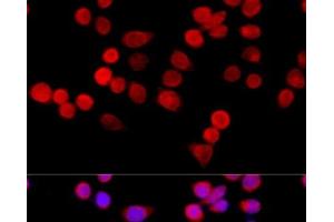 Immunofluorescence analysis of HeLa cells using CYBA Polyclonal Antibody at dilution of 1:100 (40x lens).