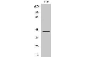 Image no. 1 for anti-Potassium Channel, Subfamily K, Member 4 (KCNK4) (C-Term) antibody (ABIN3187317)