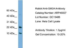 Image no. 2 for anti-GM2 Ganglioside Activator (GM2A) (N-Term) antibody (ABIN2782426)
