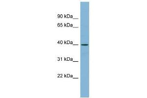 Image no. 1 for anti-Ets Variant 3-Like (ETV3L) (Middle Region) antibody (ABIN928147)