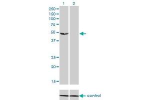 AK8 anticorps  (AA 381-479)