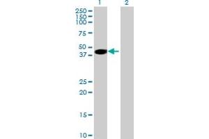 PPIL6 antibody  (AA 1-311)