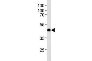 Image no. 3 for anti-Chemokine (C-X-C Motif) Receptor 7 (CXCR7) (AA 330-358) antibody (ABIN3030520)