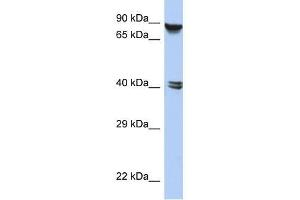 Image no. 1 for anti-Zinc Finger Protein 429 (ZNF429) (N-Term) antibody (ABIN928325)