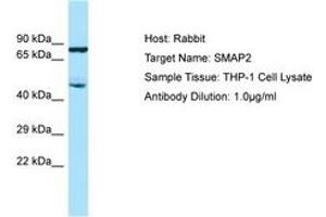 Image no. 1 for anti-Small ArfGAP2 (SMAP2) (AA 227-276) antibody (ABIN6750024)