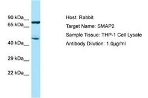 SMAP2 抗体  (AA 227-276)