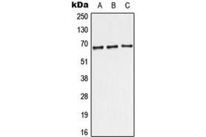 Image no. 1 for anti-TBP-Like 1 (TBPL1) (Center) antibody (ABIN2707201)
