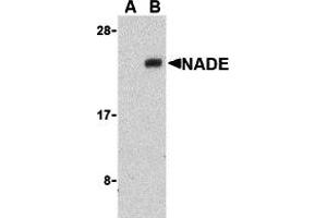 Image no. 1 for anti-Nerve Growth Factor Receptor (TNFRSF16) Associated Protein 1 (NGFRAP1) (Middle Region) antibody (ABIN1031007)
