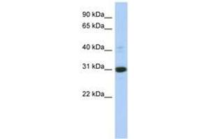 Image no. 1 for anti-Inositol(myo)-1(or 4)-Monophosphatase 1 (IMPA1) (C-Term) antibody (ABIN6744302)