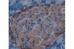 Image no. 2 for anti-Elastase 3B, Pancreatic (ELA3B) (AA 28-269) antibody (ABIN1176257)