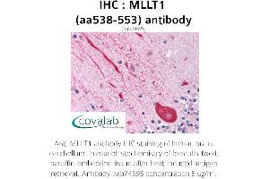 Image no. 1 for anti-MLLT1, super elongation complex subunit (MLLT1) (AA 538-553) antibody (ABIN1736982)