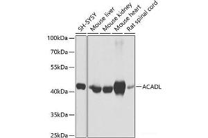 Western blot analysis of extracts of various cell lines using ACADL Polyclonal Antibody at dilution of 1:1000.