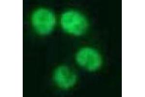Image no. 1 for anti-Nuclear Mitotic Apparatus Protein 1 (NUMA1) antibody (ABIN1449239)